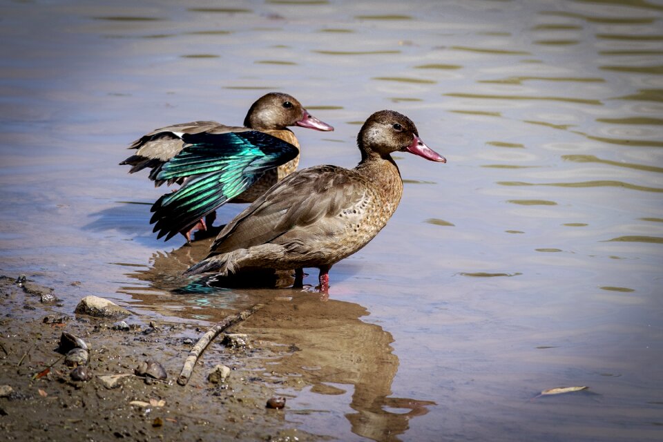 Duck lake wildlife