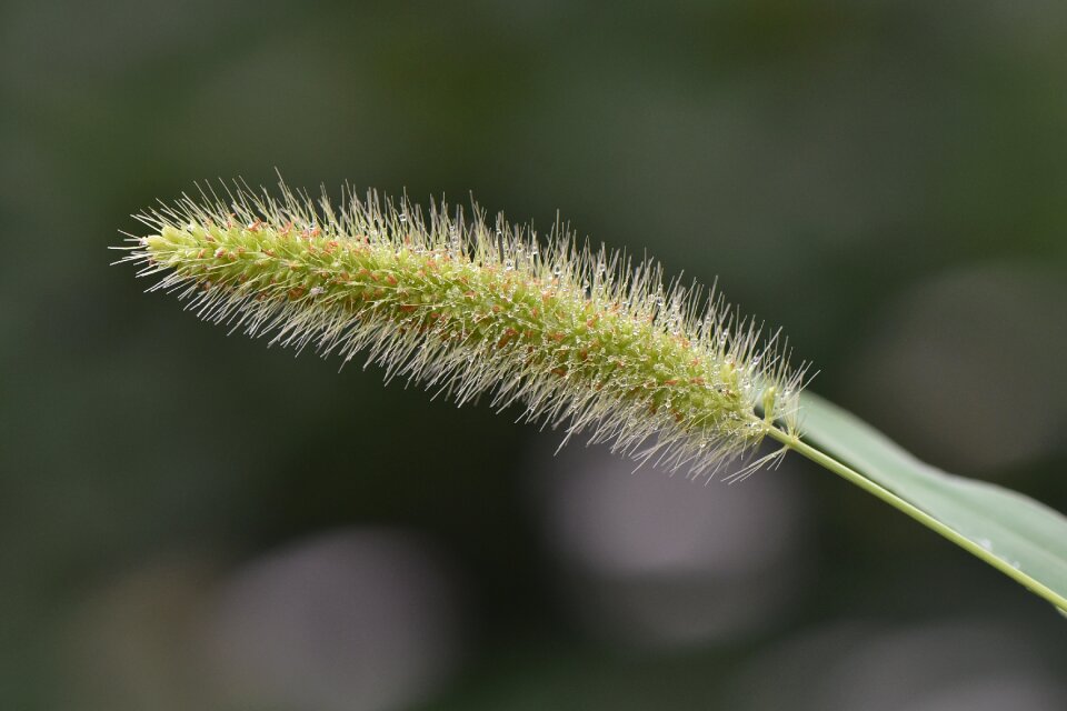 Macro wallpaper ağaç