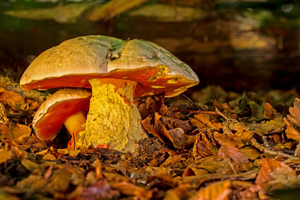 Toxic forest mushroom rubroboletus satanas