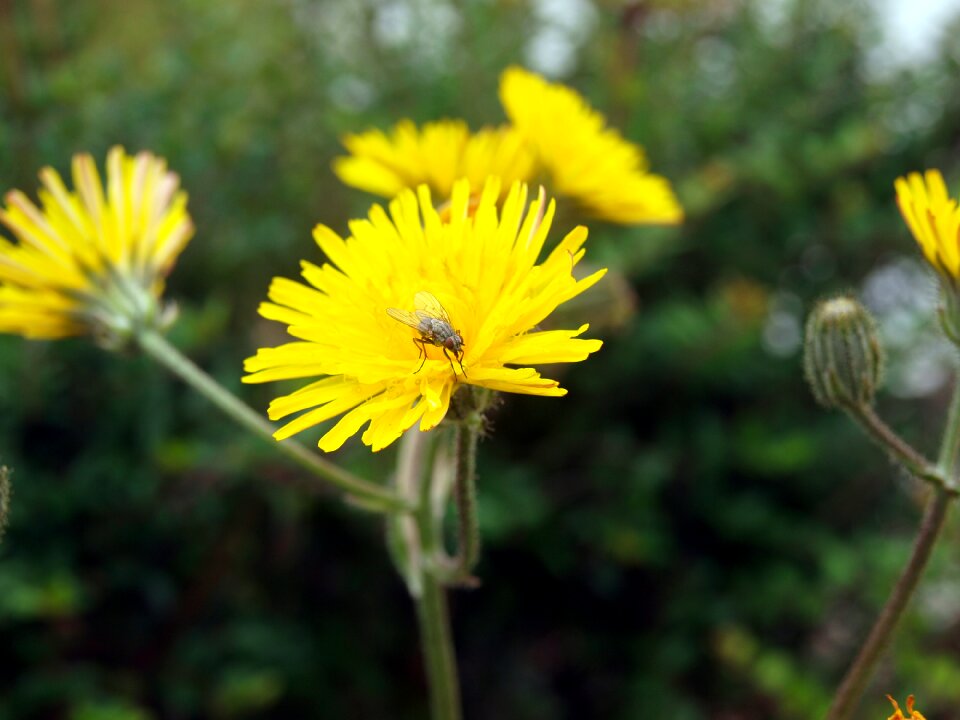 Insect flower dandelion garden
