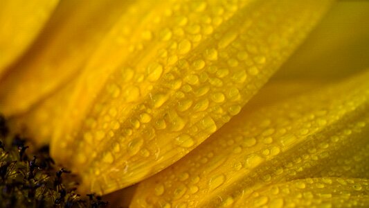 Summer nature blossom photo