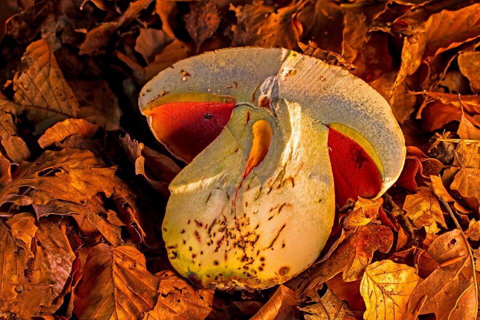 Toxic forest mushroom rubroboletus satanas