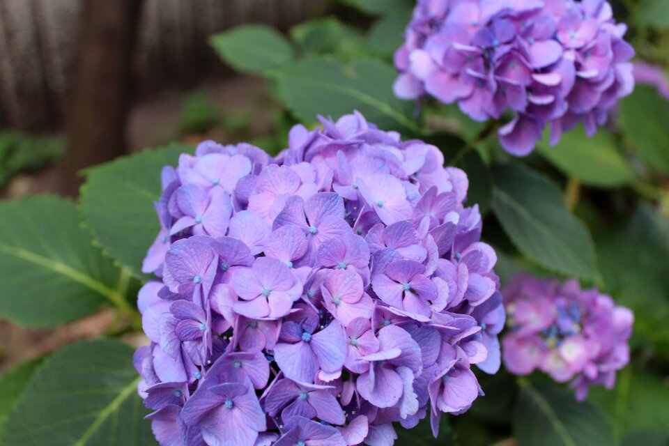 Hydrangea flower purple