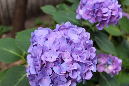 Hydrangea flower purple