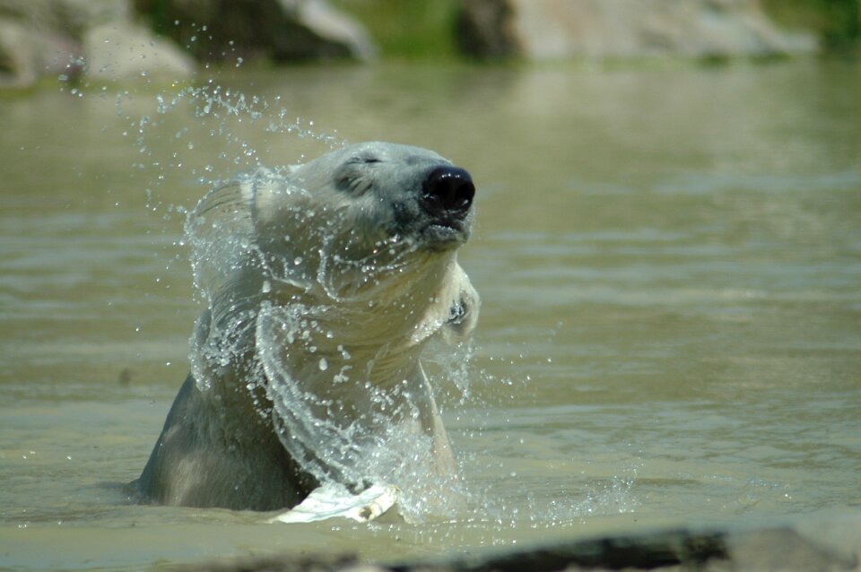 Animal wet ocean