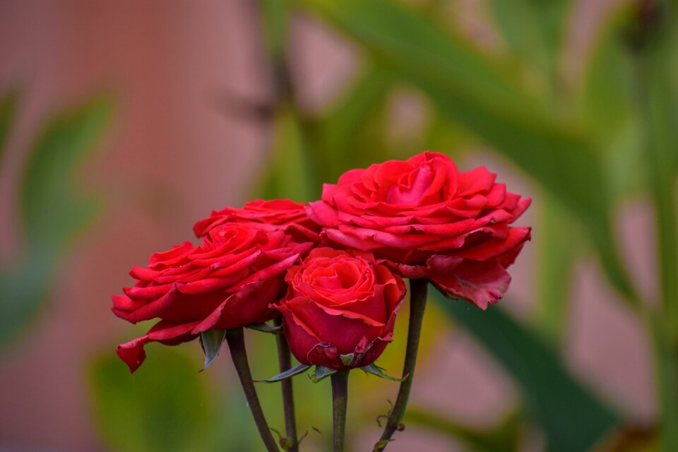 Flower plant beauty
