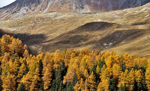 High larch red