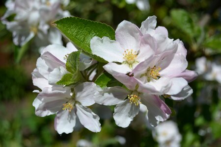 Bloom apple tree flowers spring photo
