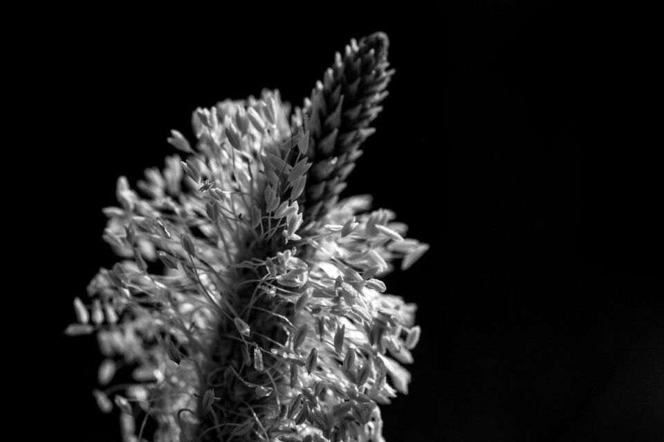 Nature flower umbelliferae