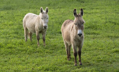 Prairie donkey runs long ears photo