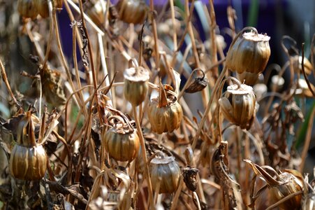 Flora seed dead