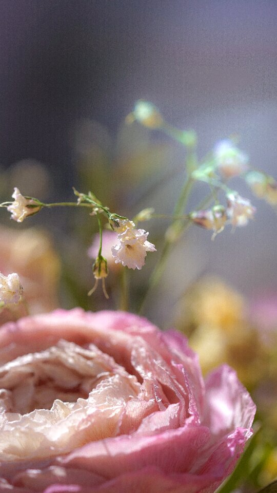 Bloom romance rose