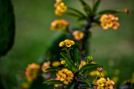 Small yellow garden
