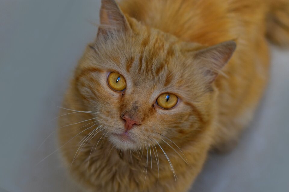 Cat feline cute