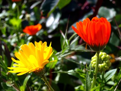 Garden botany lice