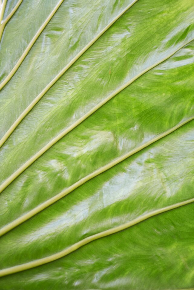 Green veined vein