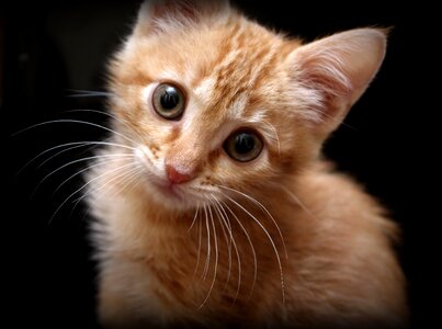 Loving pet animal