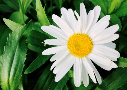 Plant bloom nature