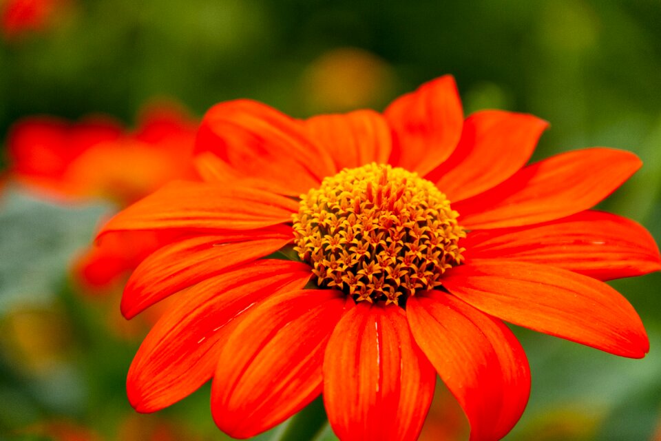 Bloom orange plant photo