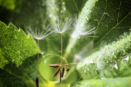 Nature plant close up