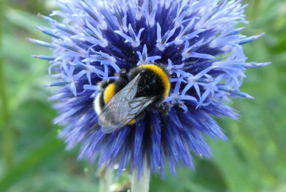 Hummel blue close up