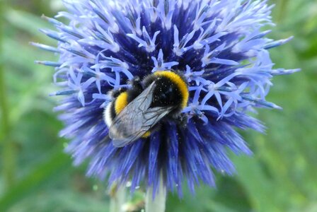 Hummel blue close up