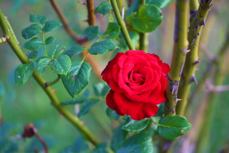 Nature red greengrass