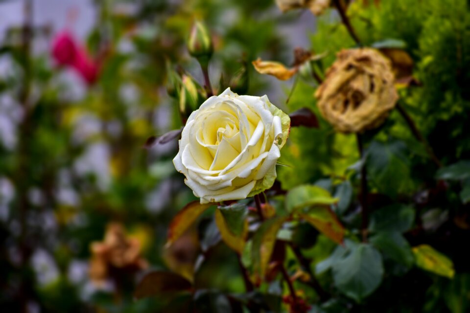 White romantic beautiful