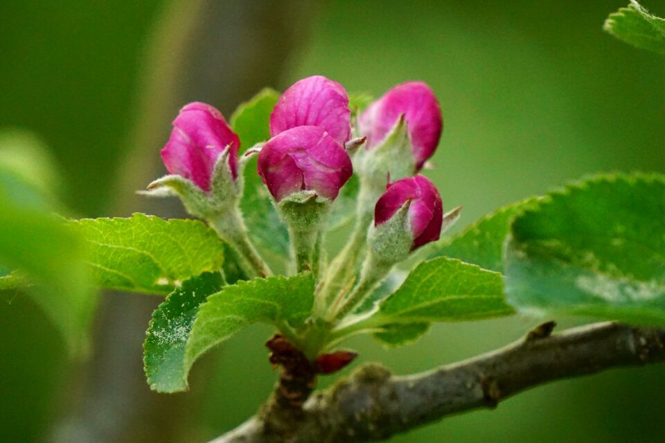 Flower buds apple tree blossom spring