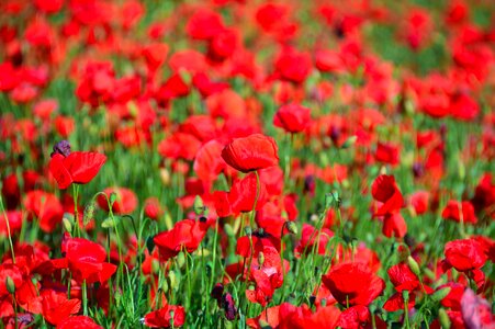 Field meadow flower nature photo