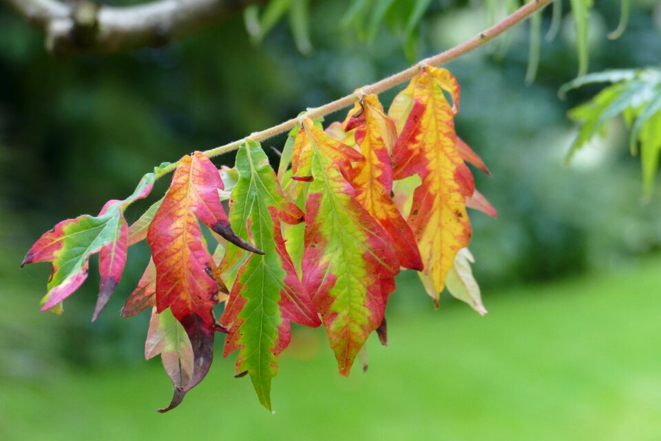 Fall leaves mood autumn mood