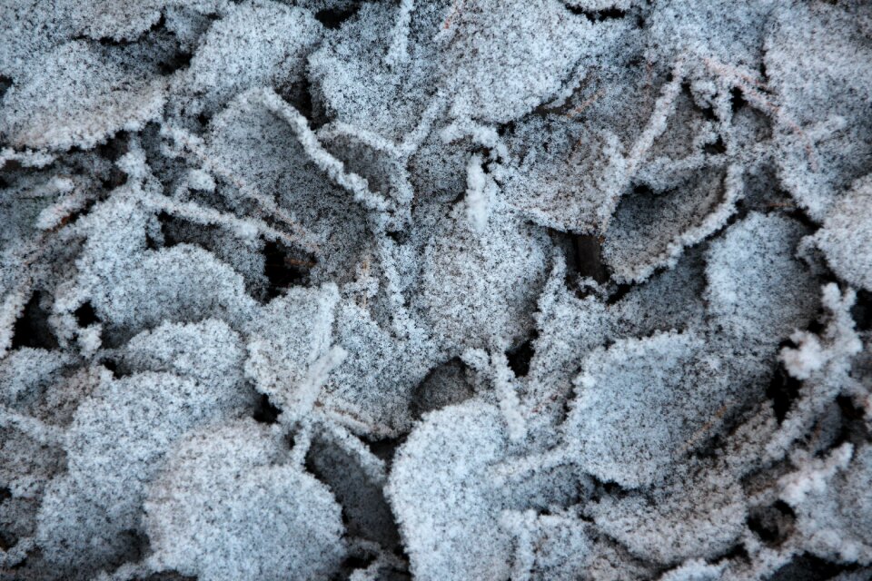 Ice nature winter