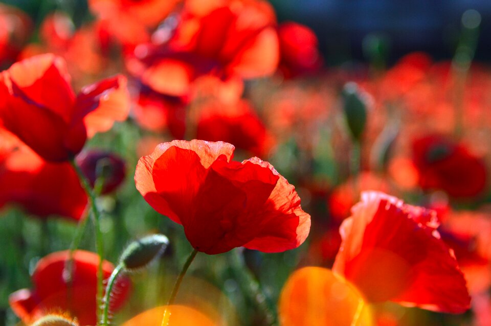 Field meadow flower nature