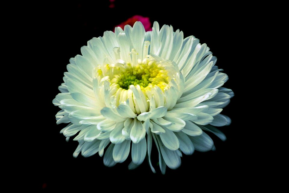 Summer nature macro