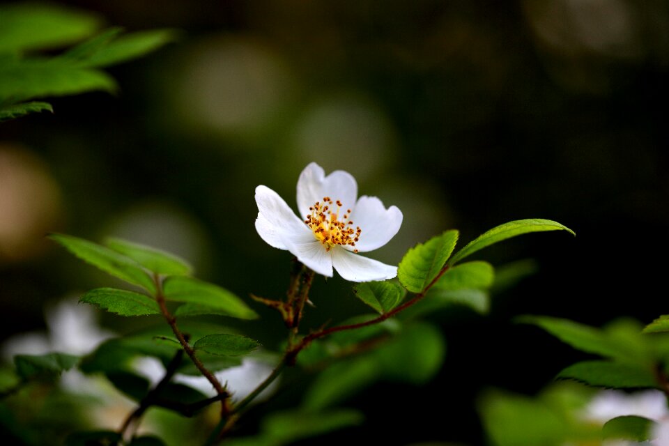 Leaf stuck under the flower spring