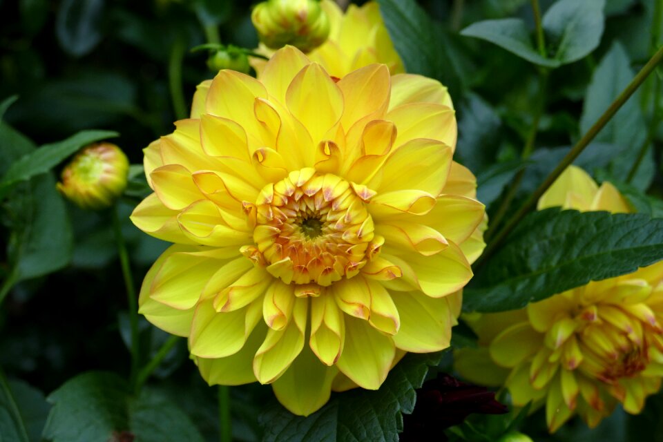 Flower yellow flower garden