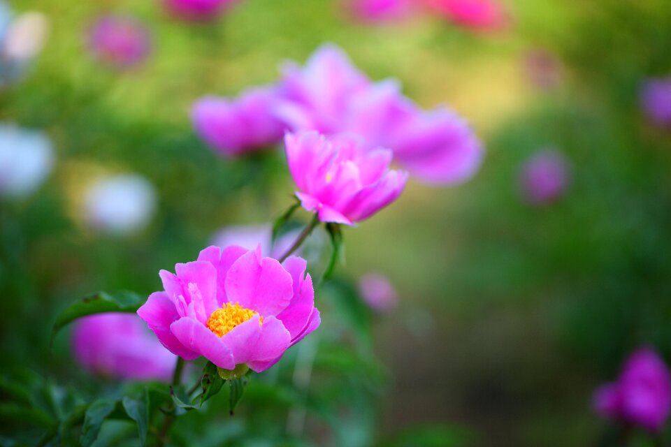 Summer garden peony flowers