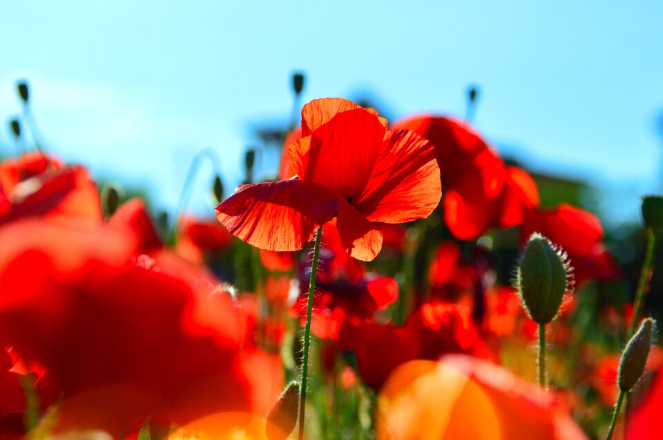 Field meadow flower nature