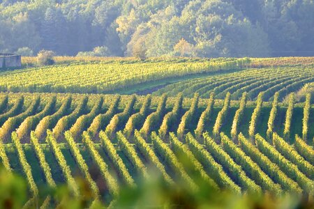 Grapevine wine vineyard