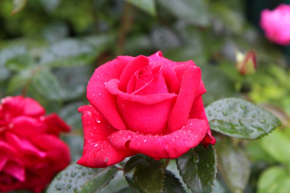 Scented rose pink flower love