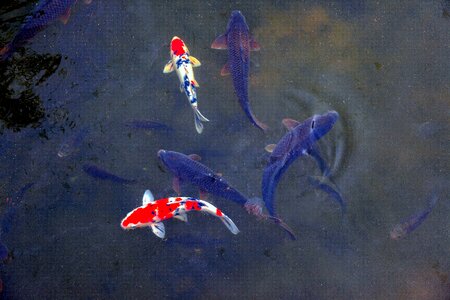 Nature pond carp