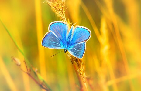 Butterfly day lawn animals