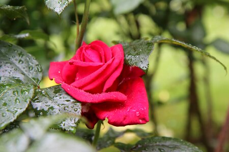Scented rose pink flower love