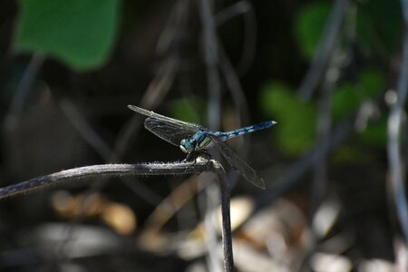 Insect dragonfly option color dragonfly