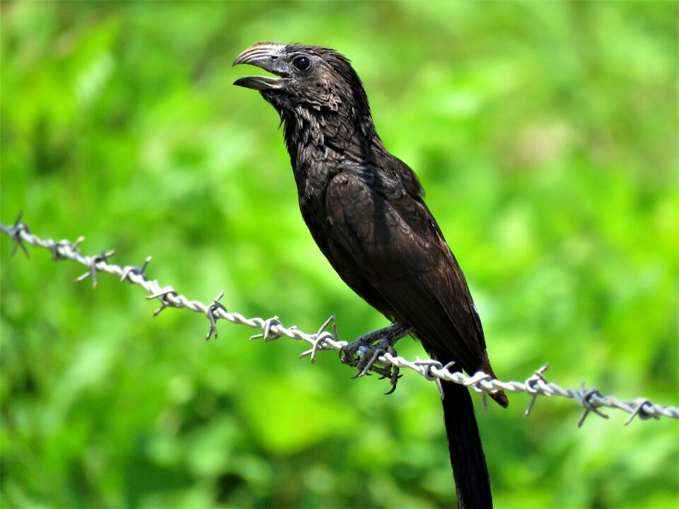 Bird feather animal