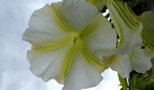Bloom close up bell flower