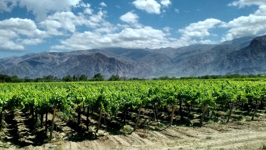 Landscape vineyard wine