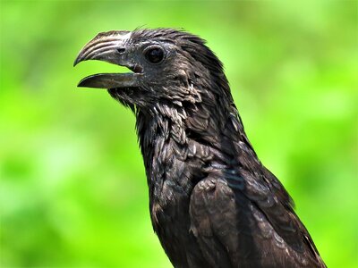 Bird feather animal photo