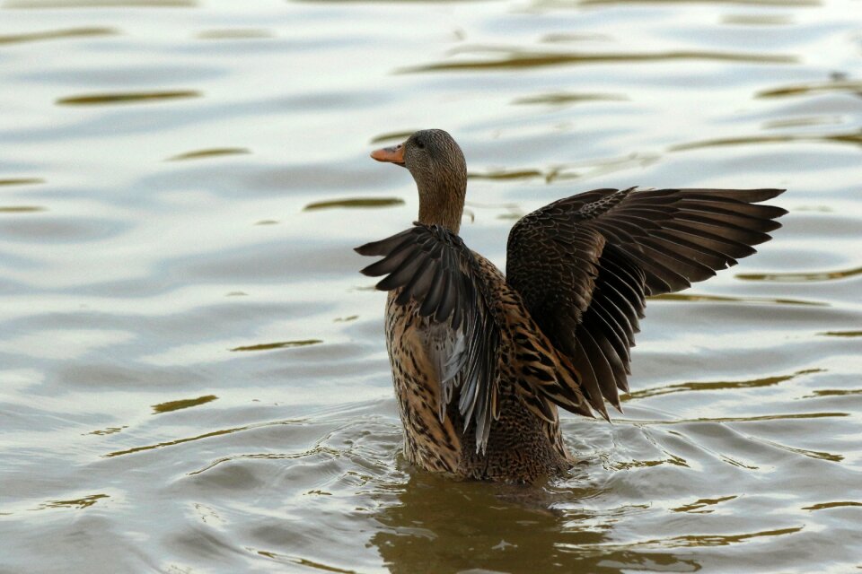 Female wings feathers