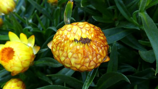 Yellow sleep summer